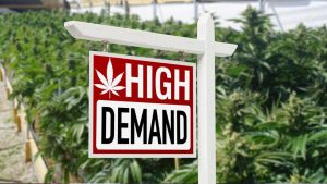 How is the Legalization of Cannabis Affecting Commercial Real Estate?