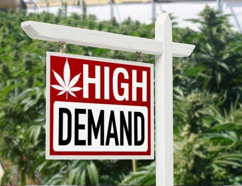 How is the Legalization of Cannabis Affecting Commercial Real Estate?